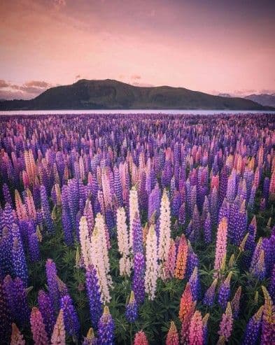 Where to See the Lupins: The Spring Road Trip from Queenstown