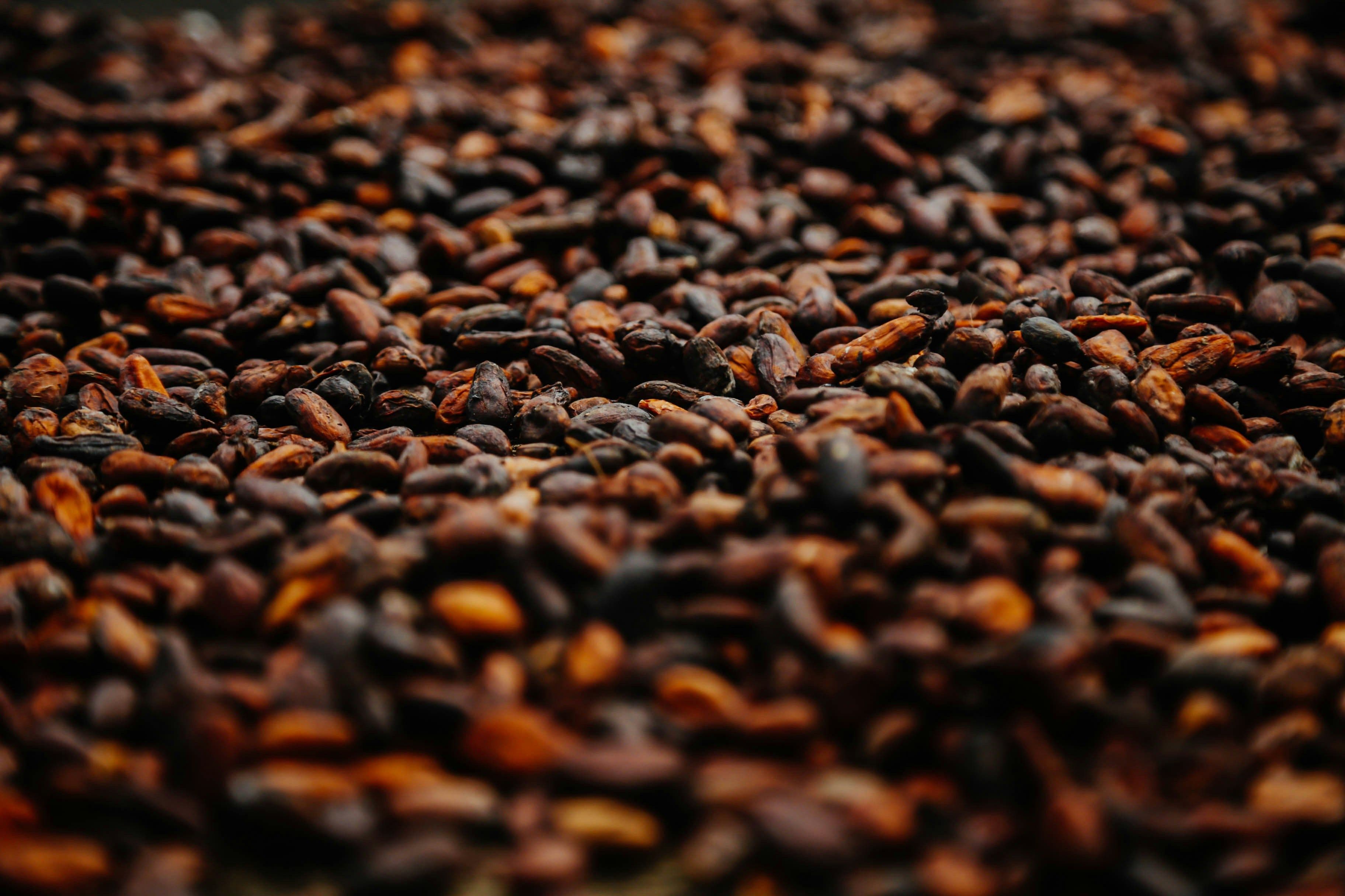 Chocolate and Coffee Festival Auckland: A Sweet September Escape
